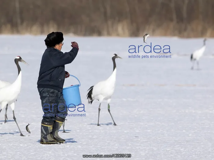  : Red-crowned Crane