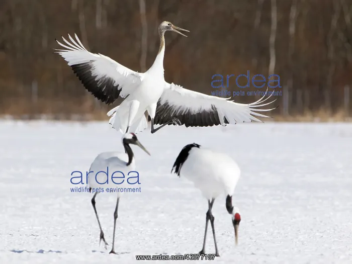 : Red-crowned Crane : Red-crowned Crane