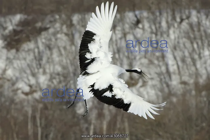 : Red-crowned Crane : Red-crowned Crane