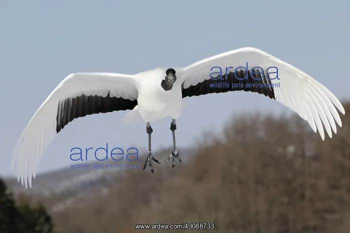  : Red-crowned Crane