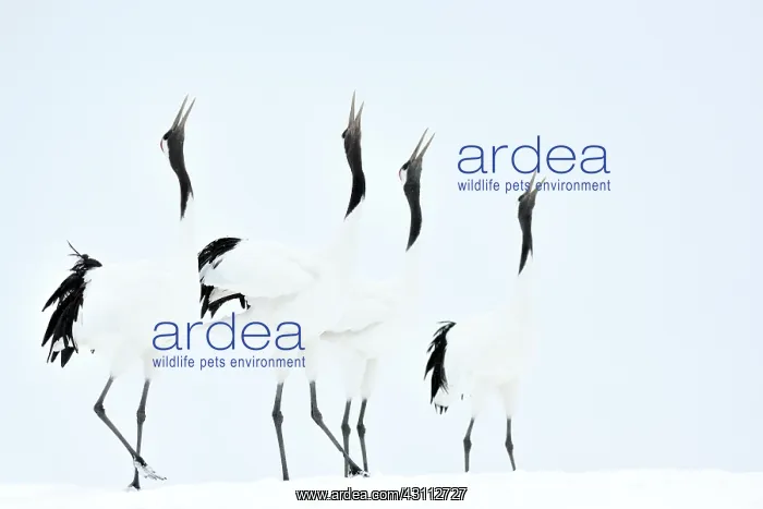 : Red-crowned Crane : Red-crowned Crane