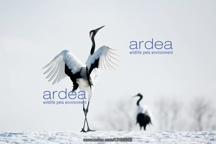 : Red-crowned Crane : Red-crowned Crane