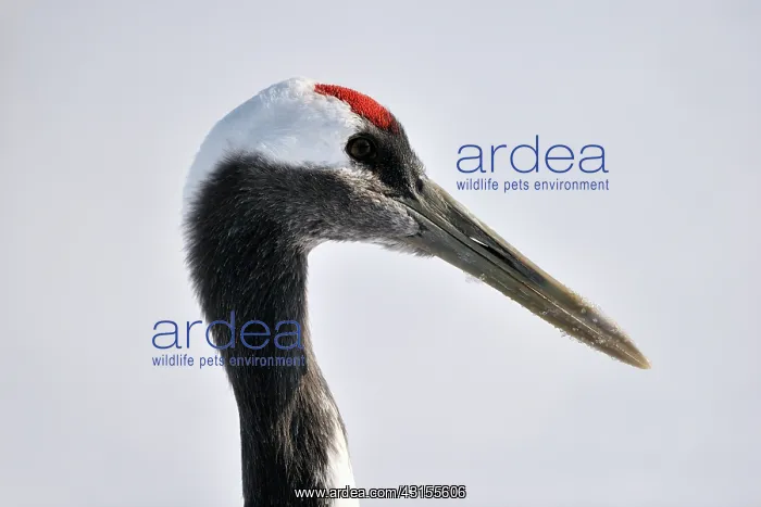 : Red-crowned Crane : Red-crowned Crane