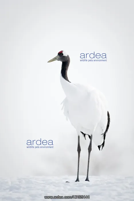 : Red-crowned Crane : Red-crowned Crane
