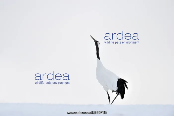 : Red-crowned Crane : Red-crowned Crane