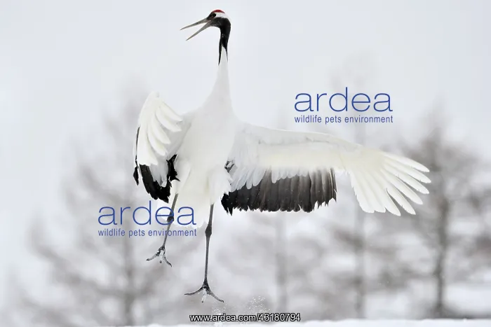: Red-crowned Crane : Red-crowned Crane