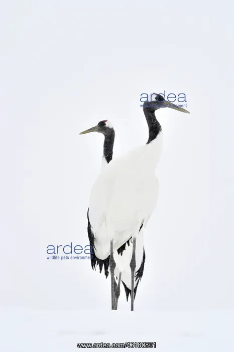 : Red-crowned Crane : Red-crowned Crane
