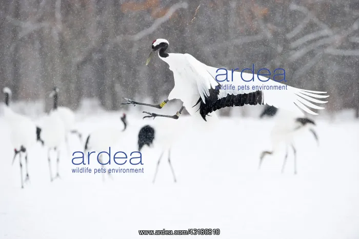 : Red-crowned Crane : Red-crowned Crane