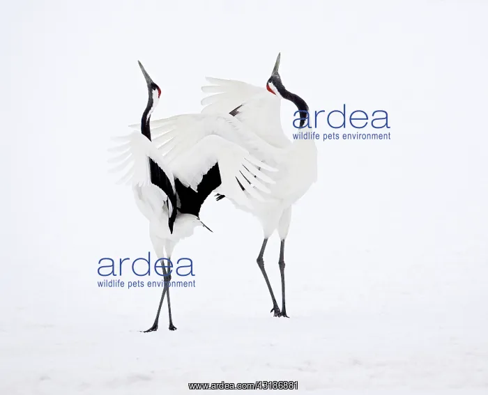 : Red-crowned Crane : Red-crowned Crane