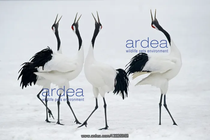 : Red-crowned Crane : Red-crowned Crane