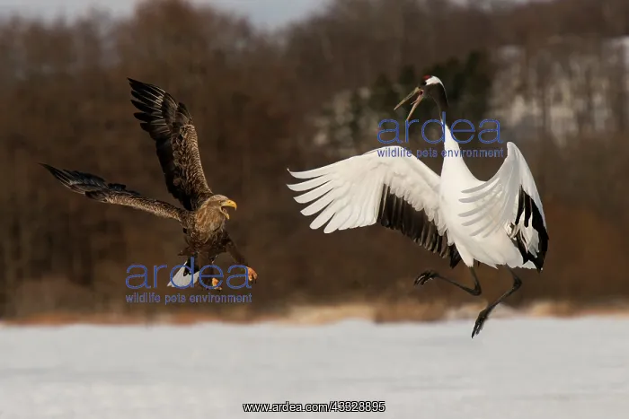 : Red-crowned Crane : Red-crowned Crane