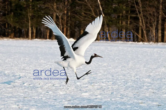 : Red-crowned Crane - adult running to take off : Red-crowned Crane - adult running to take off
