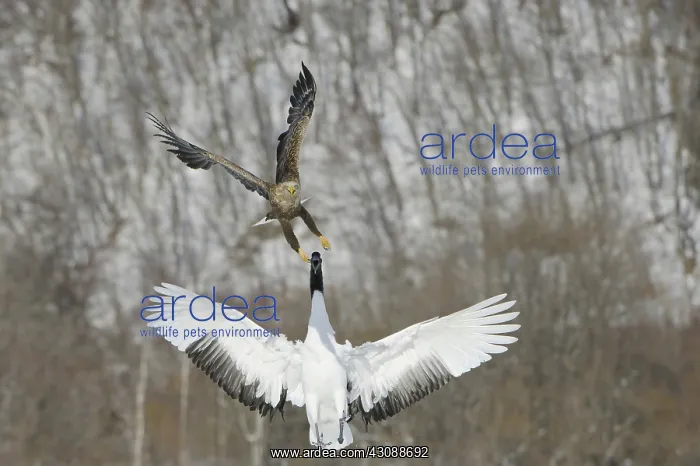 : Red-crowned Crane attacking Eagle : Red-crowned Crane attacking Eagle
