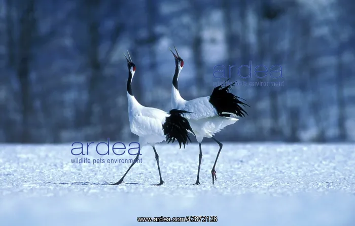 : Red-crowned Crane - Courtship display : Red-crowned Crane - Courtship display