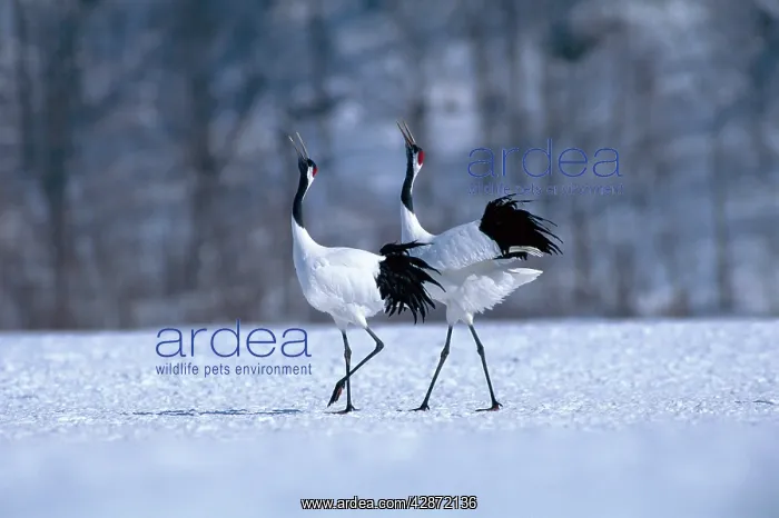: Red-crowned Crane - Courtship display : Red-crowned Crane - Courtship display