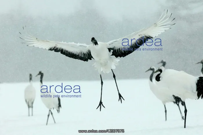 : Red-crowned Crane - displaying : Red-crowned Crane - displaying