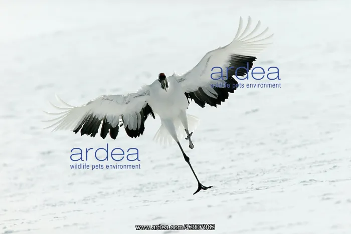 : Red-crowned Crane - displaying : Red-crowned Crane - displaying