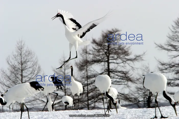 : Red-crowned Crane - displaying : Red-crowned Crane - displaying