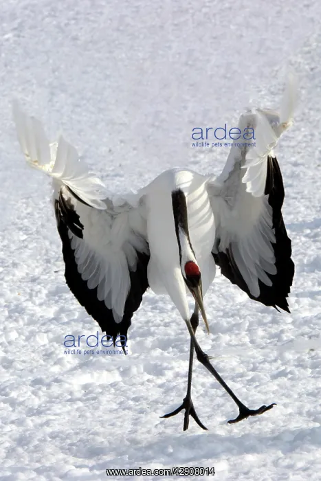 : Red-crowned Crane - displaying : Red-crowned Crane - displaying