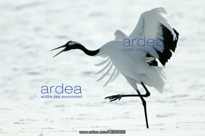 : Red-crowned Crane - displaying : Red-crowned Crane - displaying