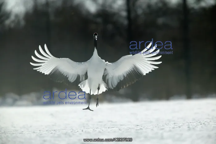 : Red-crowned Crane - displaying, wings outstretched : Red-crowned Crane - displaying, wings outstretched