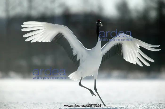: Red-crowned Crane - displaying, wings outstretched : Red-crowned Crane - displaying, wings outstretched