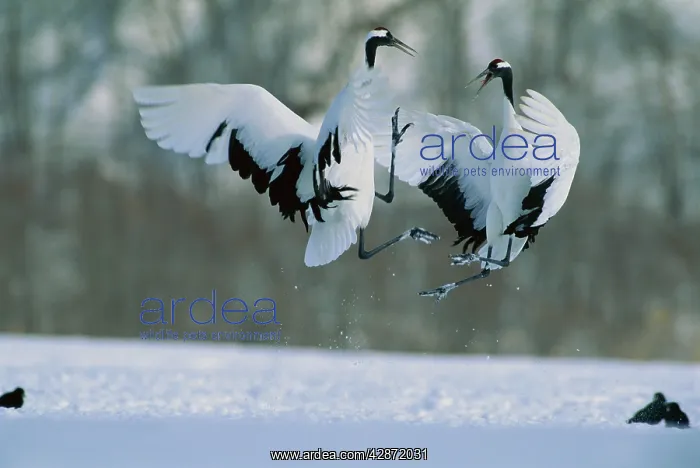 : Red-crowned Crane - In flight : Red-crowned Crane - In flight