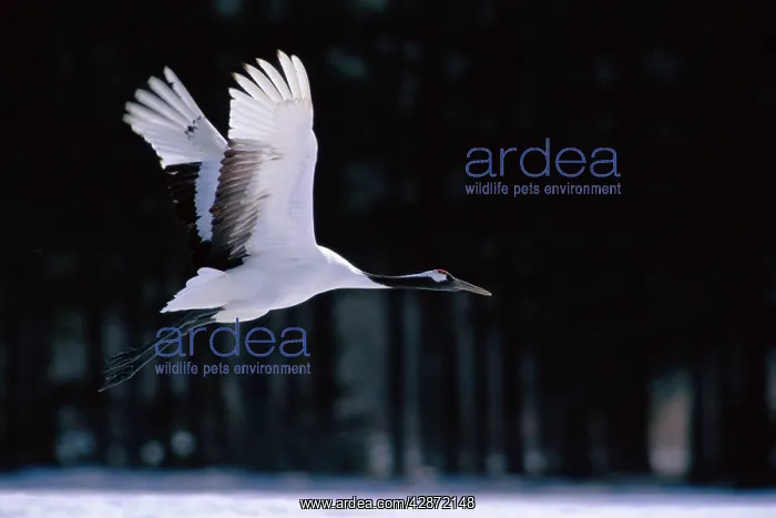 : Red-crowned Crane - In flight : Red-crowned Crane - In flight