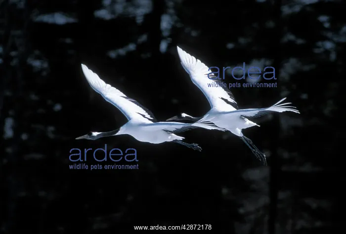 : Red-crowned Crane - In flight : Red-crowned Crane - In flight
