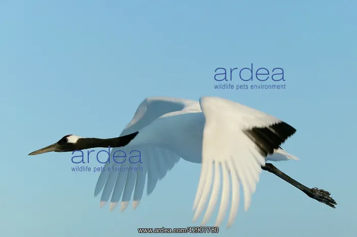 : Red-crowned Crane - in flight : Red-crowned Crane - in flight
