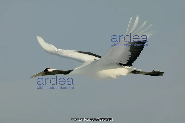 : Red-crowned Crane - in flight : Red-crowned Crane - in flight