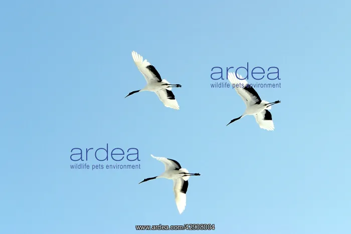 : Red-crowned Crane - three in flight : Red-crowned Crane - three in flight