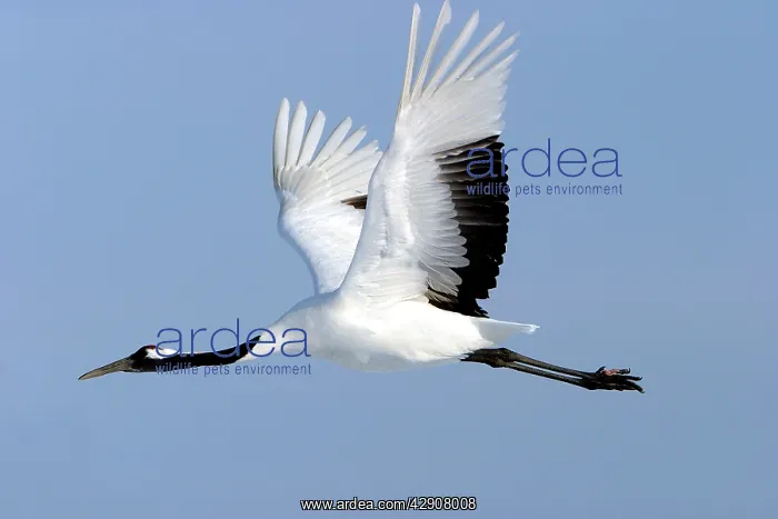 : Red-crowned Crane - in flight : Red-crowned Crane - in flight
