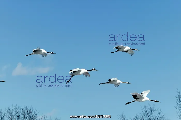 : Red-Crowned Crane - in flight : Red-Crowned Crane - in flight
