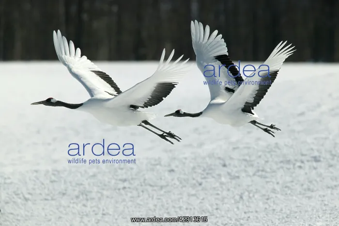 : Red-Crowned Crane - two in flight : Red-Crowned Crane - two in flight