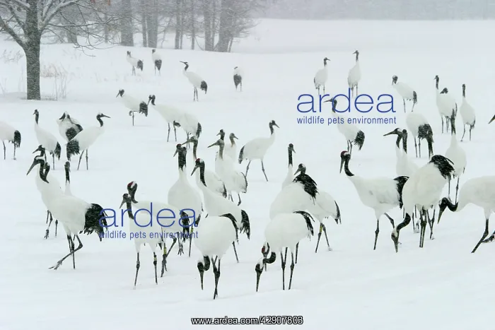 : Red-crowned Crane - flock in snow : Red-crowned Crane - flock in snow