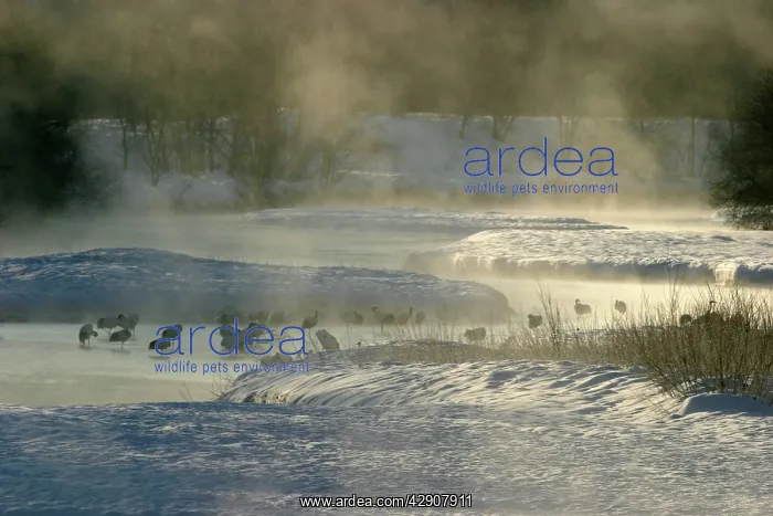 : Red-crowned Crane - flock standing in water, with dawn mist : Red-crowned Crane - flock standing in water, with dawn mist