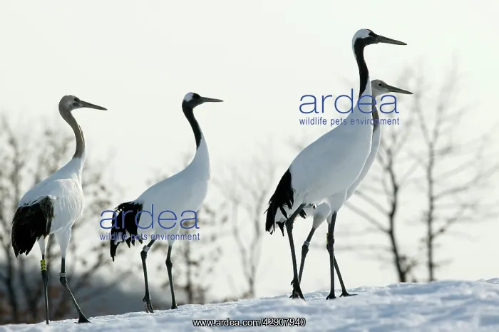  : Red-crowned Crane - group