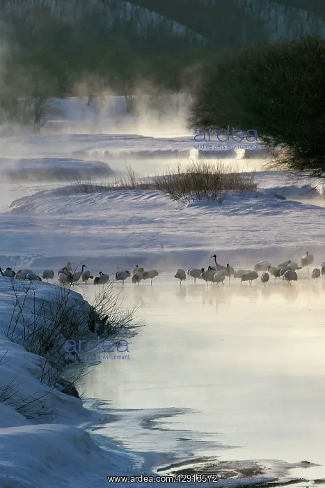 : Red-Crowned Crane - group : Red-Crowned Crane - group