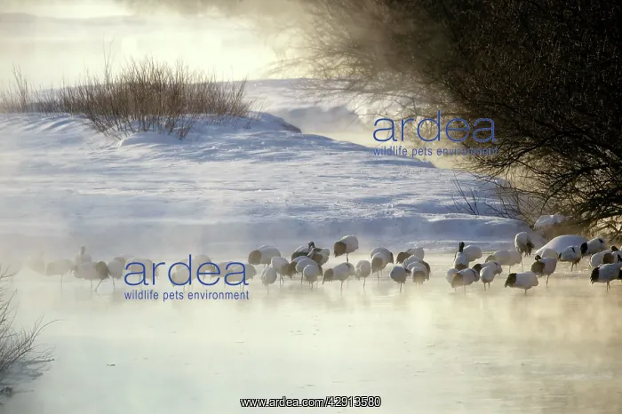 : Red-Crowned Crane - group, at dawn : Red-Crowned Crane - group, at dawn