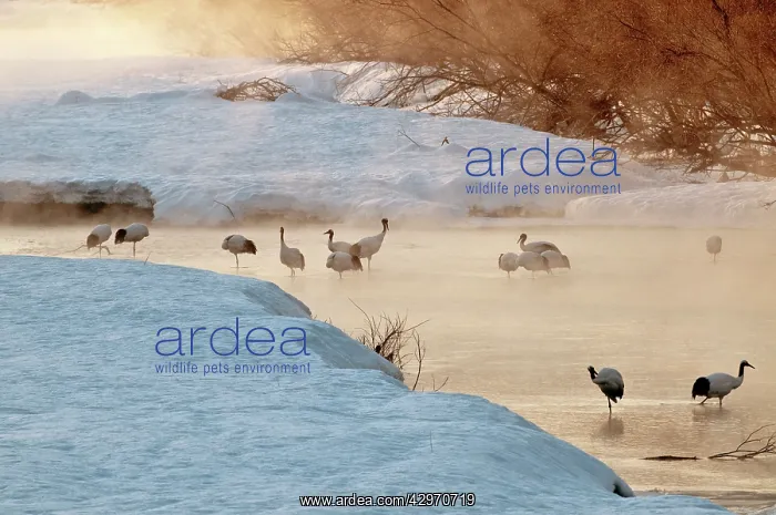 : Red-crowned Crane - group in early morning light : Red-crowned Crane - group in early morning light