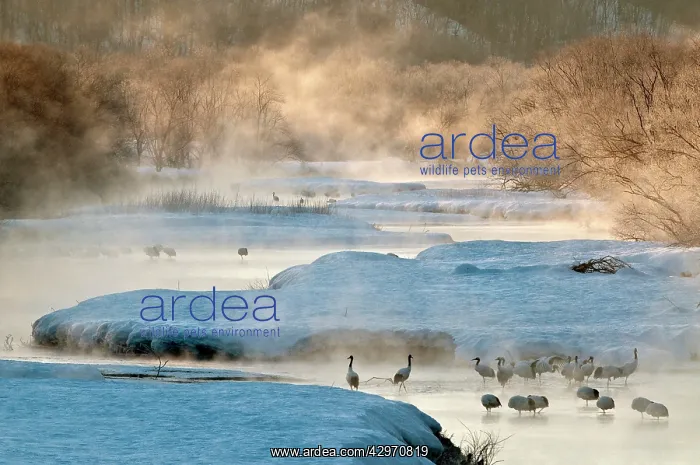 : Red-crowned Crane - group in early morning light : Red-crowned Crane - group in early morning light