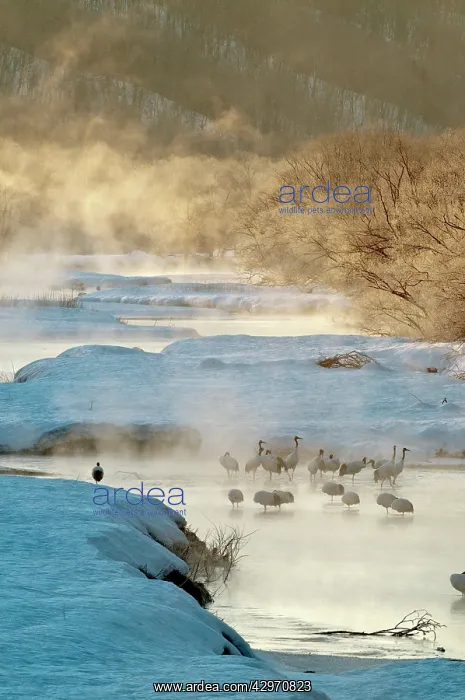 : Red-crowned Crane - group in early morning light : Red-crowned Crane - group in early morning light