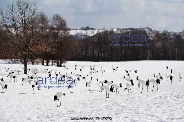 : Red-crowned Crane - group on wintering ground : Red-crowned Crane - group on wintering ground