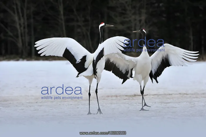 : Red-crowned Crane / Japanese Crane / Manchurian : Red-crowned Crane / Japanese Crane / Manchurian