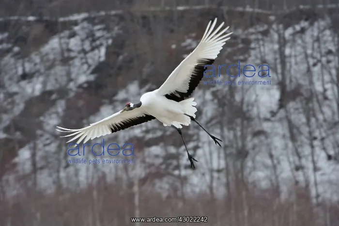 : Red-crowned Crane / Japanese Crane / Manchurian : Red-crowned Crane / Japanese Crane / Manchurian