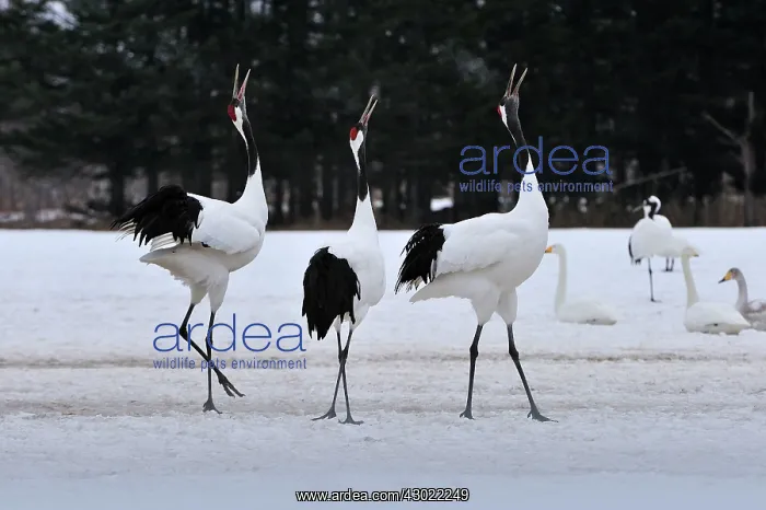: Red-crowned Crane / Japanese Crane / Manchurian : Red-crowned Crane / Japanese Crane / Manchurian
