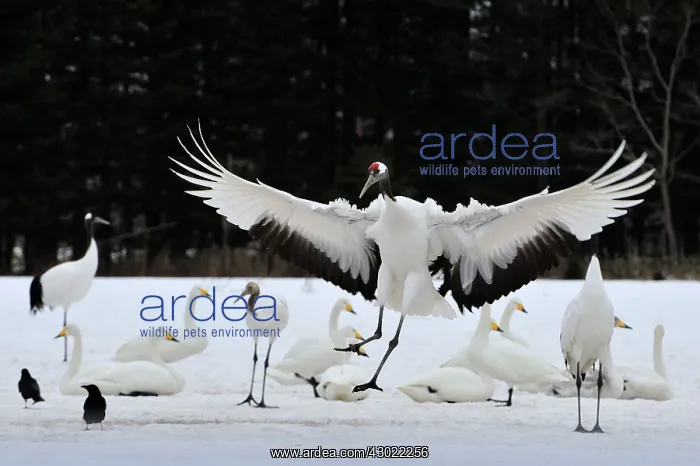 : Red-crowned Crane / Japanese Crane / Manchurian : Red-crowned Crane / Japanese Crane / Manchurian