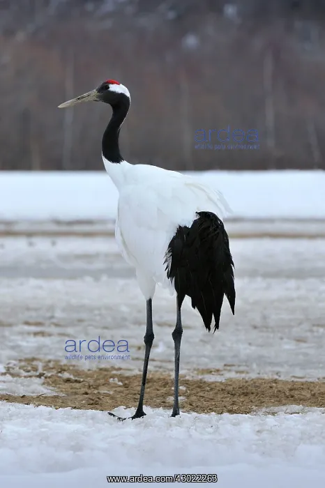 : Red-crowned Crane / Japanese Crane / Manchurian : Red-crowned Crane / Japanese Crane / Manchurian