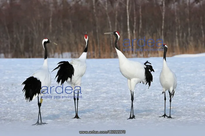: Red-crowned Crane / Japanese Crane / Manchurian : Red-crowned Crane / Japanese Crane / Manchurian